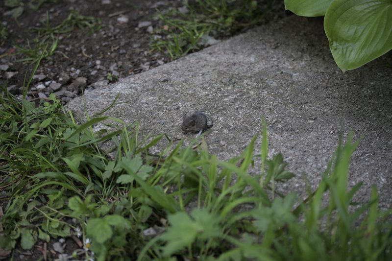 Piccolo di Rattus sp.